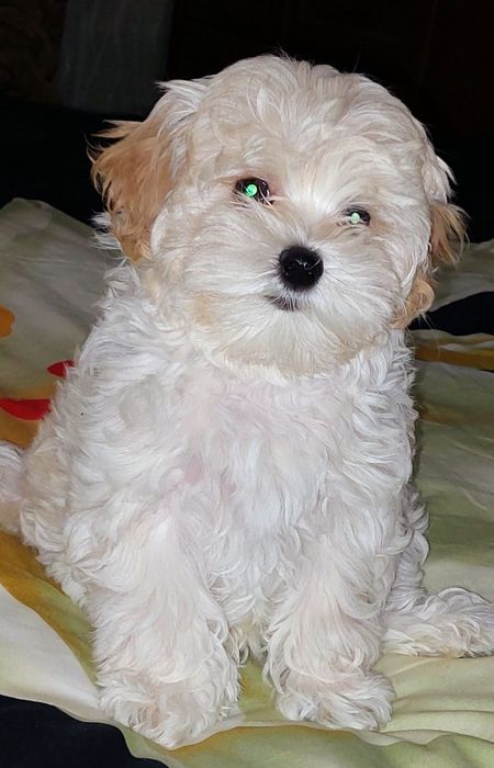 Девочки мальтипу ф1.