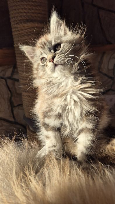 Jaga koteczka Maine Coon.