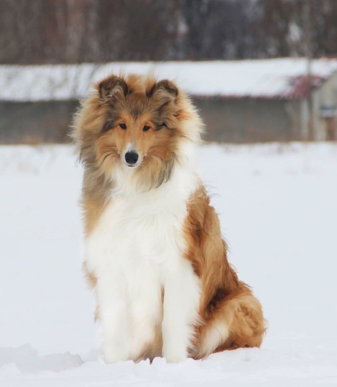 Щенок колли мальчик 6 месяцев.