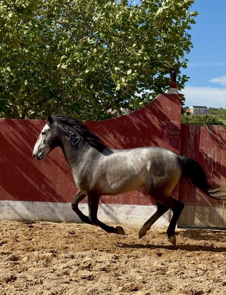 Cavalo Lusitano Puro,  Veiga !