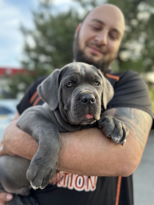 Блакитний хлопчик _Бос