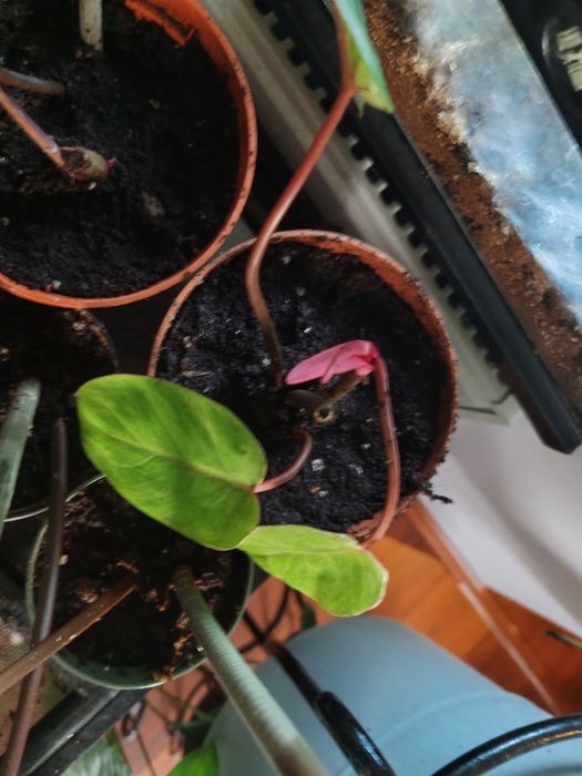 Philodendron Painted Lady