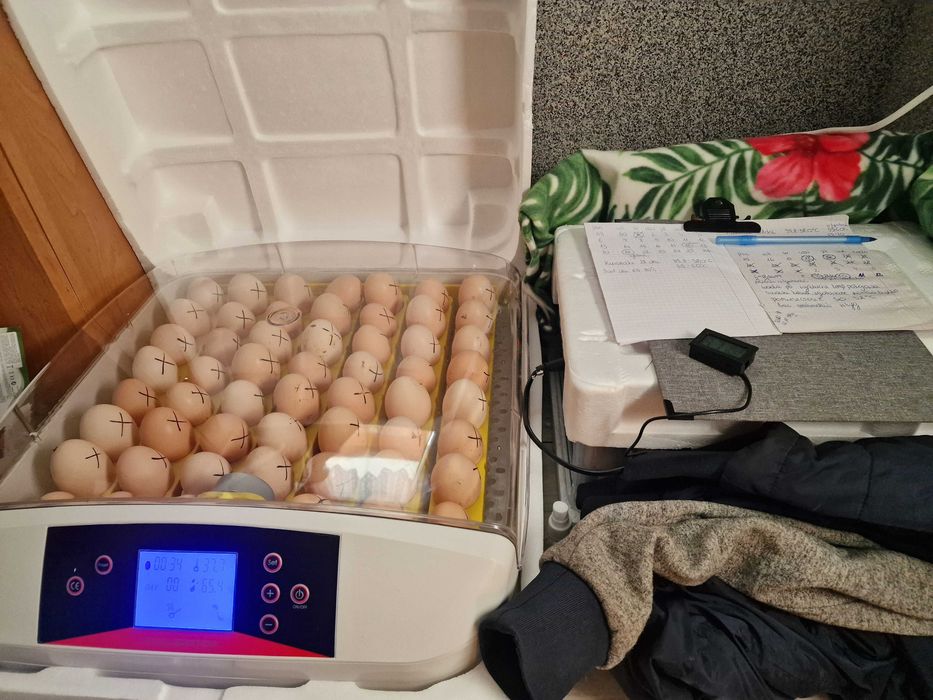 Inkubator pol automatyczny