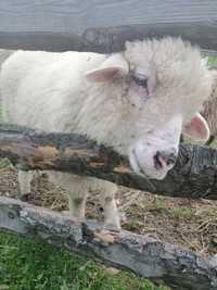 Tegoroczne owieczki