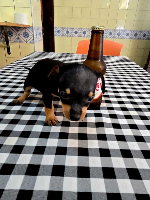 Pinscher Miniatura Macho