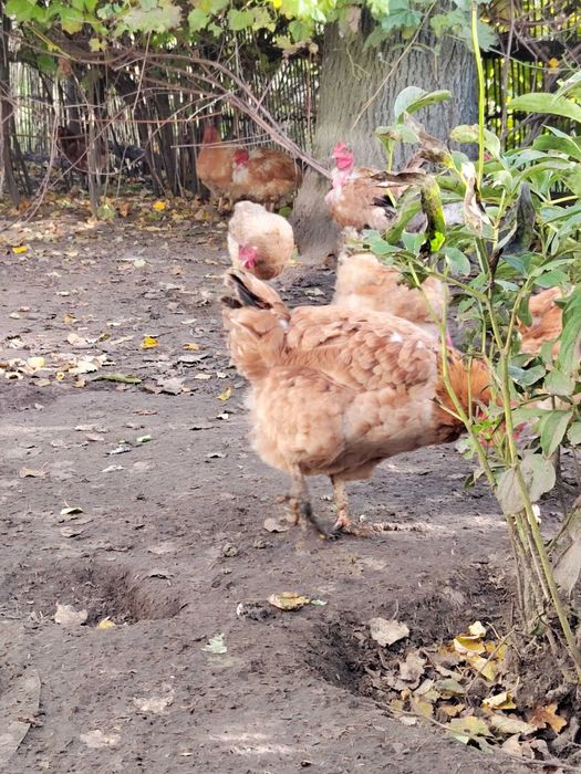 Куры мясом и живым весом