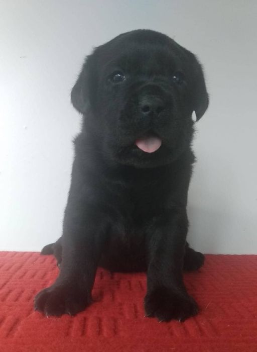 Labrador Retriever Preto  Lop e afixo