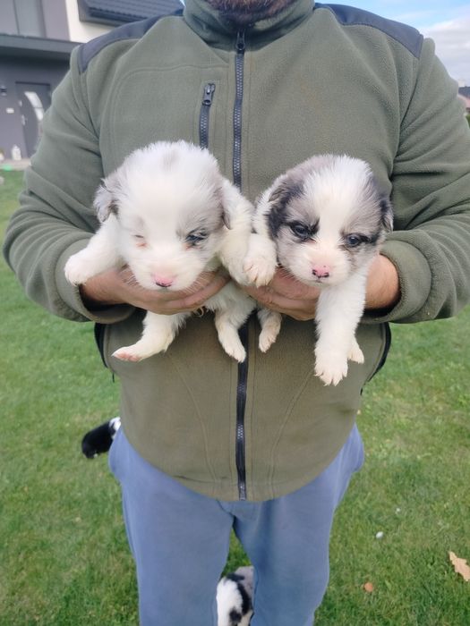 Piękne border collie