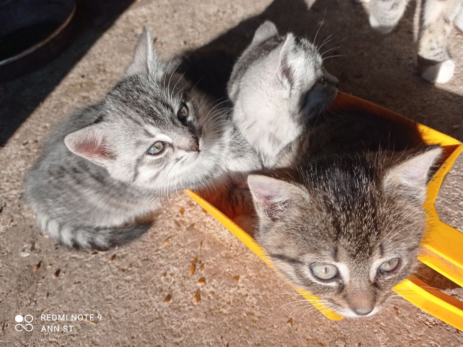 Kotki oddam oswojone