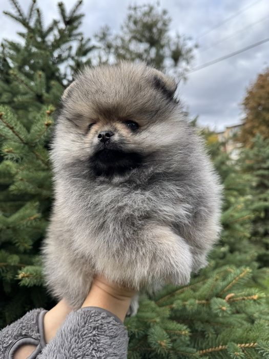 Продажа шикарных померанских шпицов