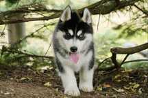 Piękny różnooki, czarno-biały piesek Siberian Husky FCI