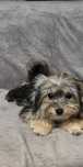 Sunia Yorkshire terrier