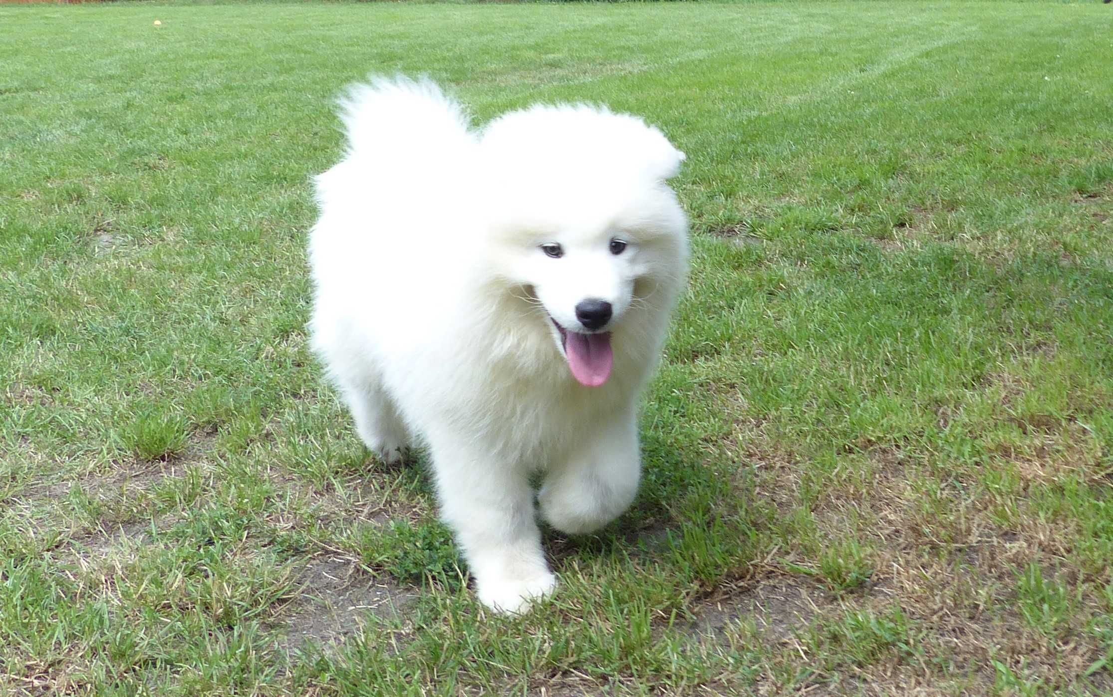 ... Samoyed / samojed chłopiec FCI ZKwP 2025 Wildness Siberian ...