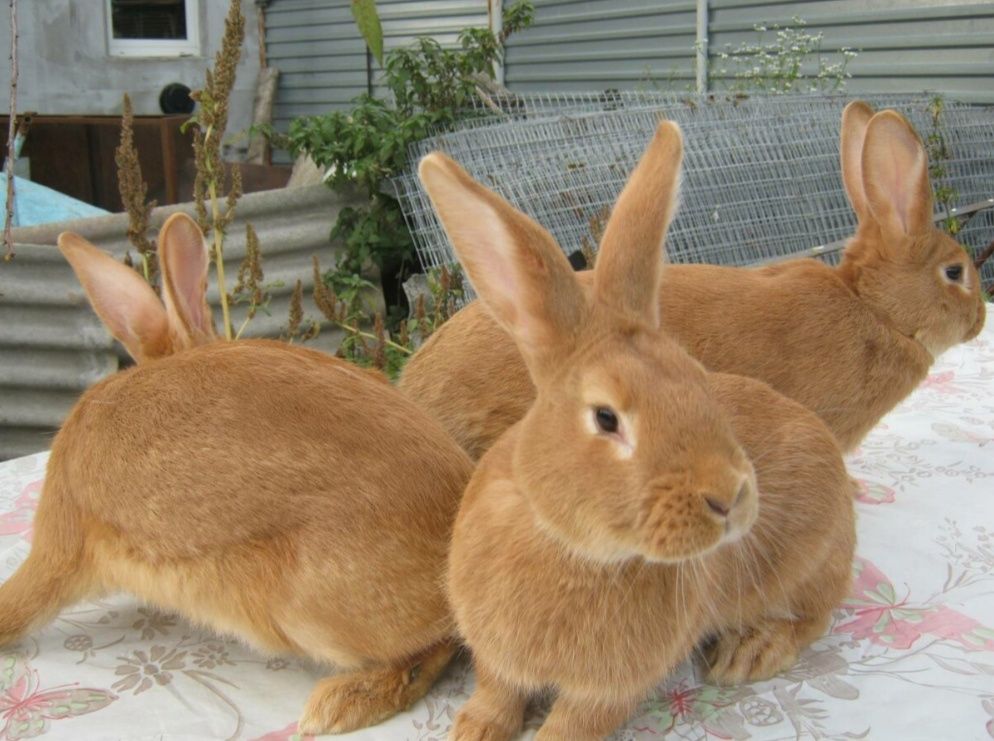Кролики бургундія, каліфорнія,полтавське срібло
