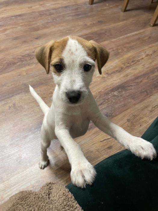 Szczeniak pies terrier