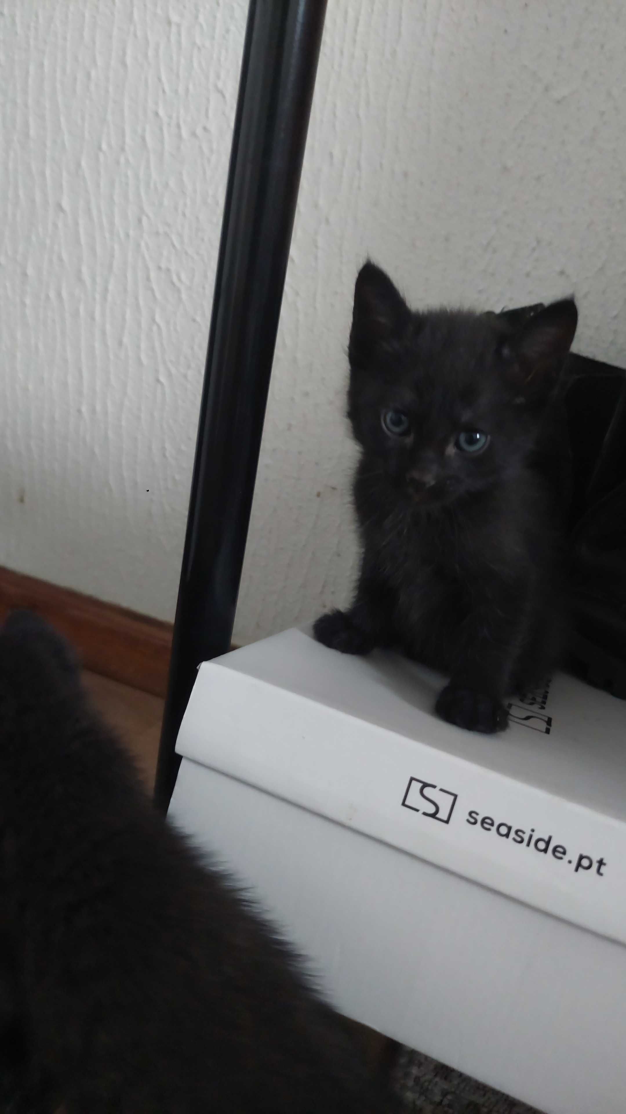 Adopção Gatinhos