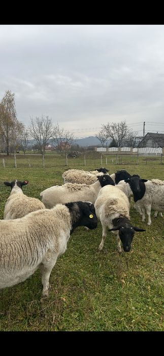 Продаю молодняк овець.100% породи Дорпер