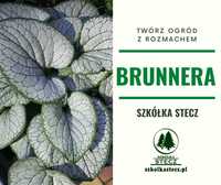 Brunnera Silver heart C2