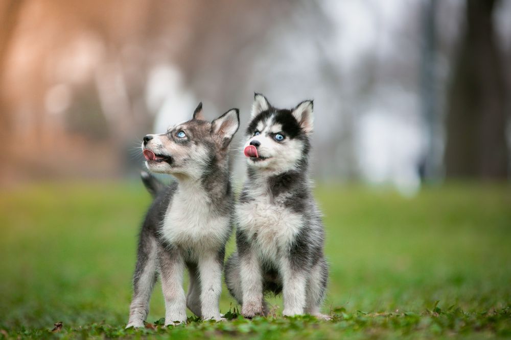 Кобель хаски ищет девочку
