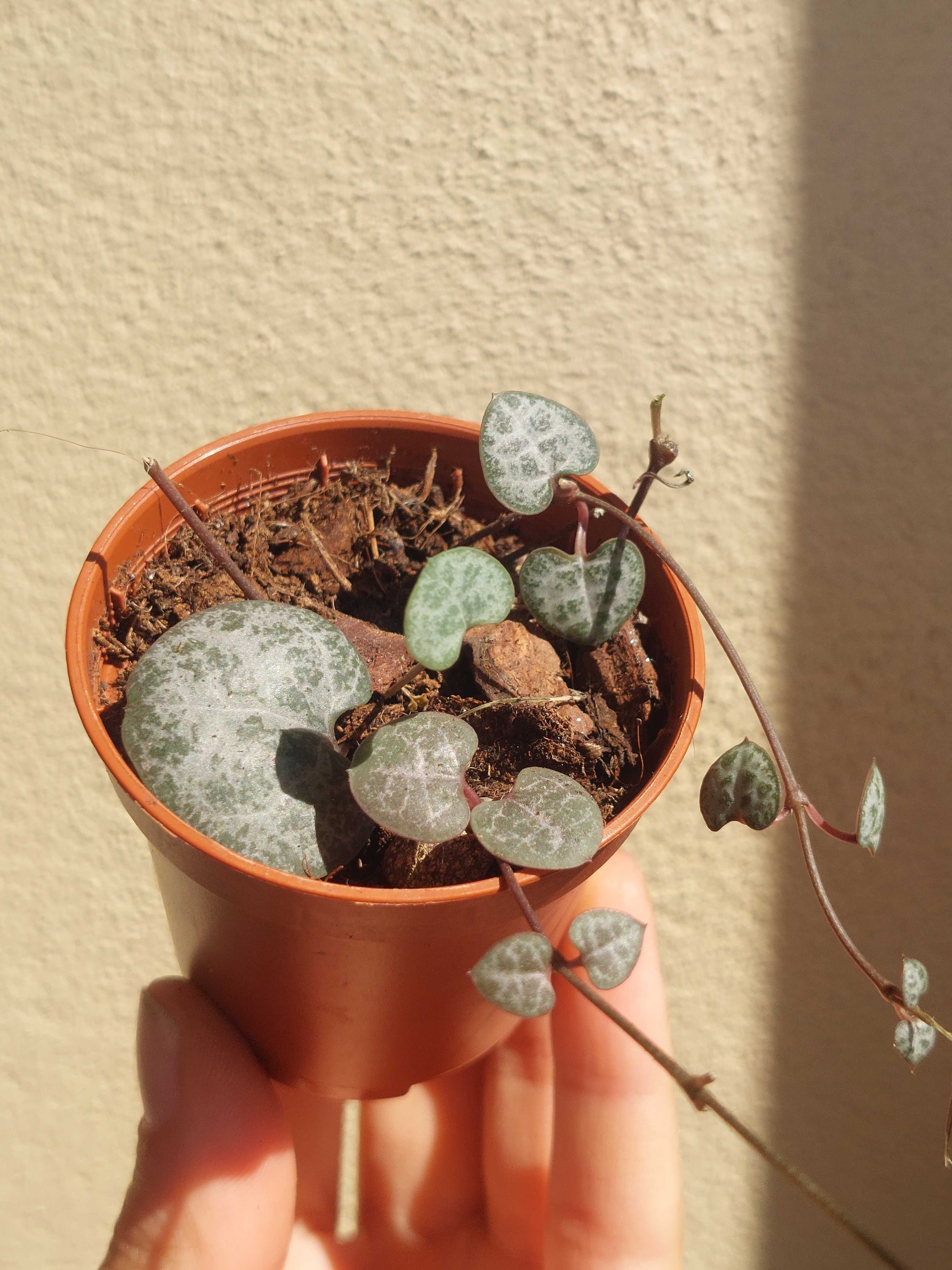 [Planta] Ceropegia woodii - Corações Emaranhados