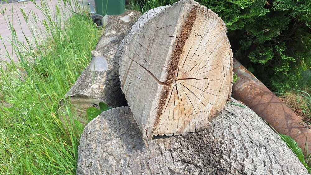 Kłody JESIONÓW Sprzedam