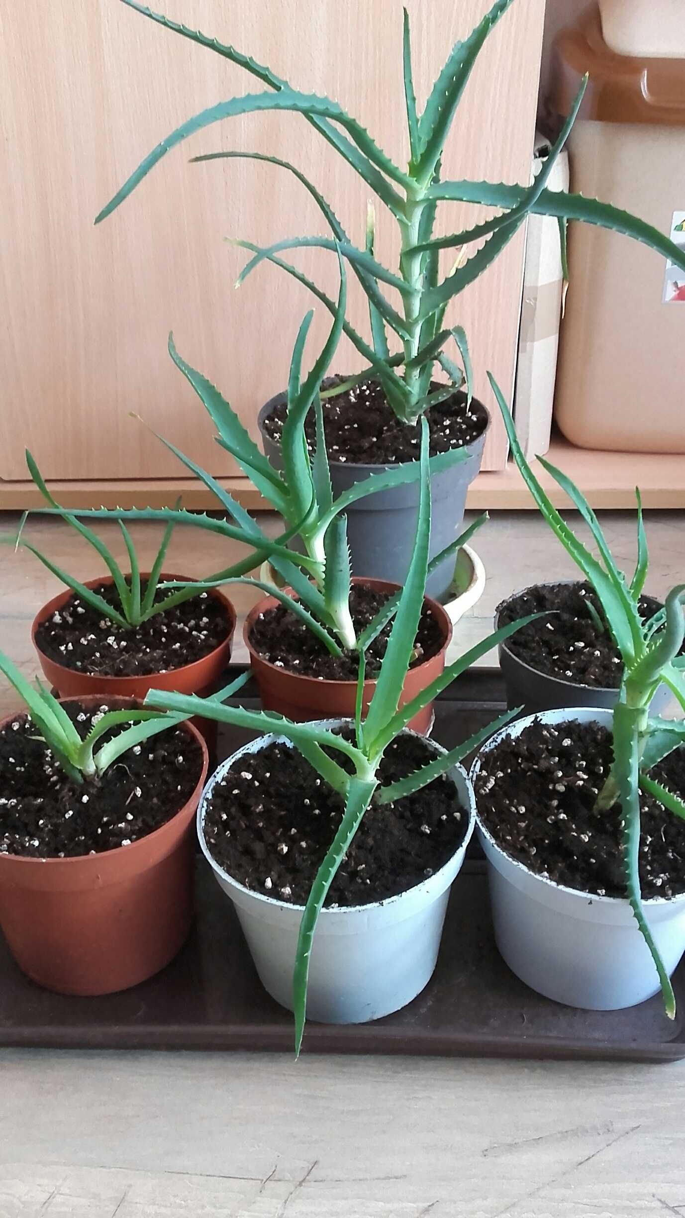 Aloes leczniczy, zwyczajny, roślina w doniczce