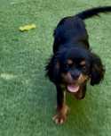 Cavalier King Charles Spaniel szczenię ridowod. ZKwP/FCI -do Odbioru