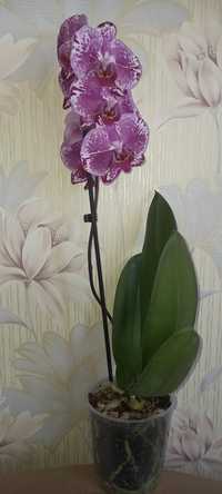 Орхідея (фаленопсис)