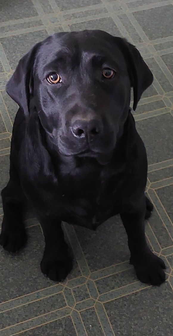 Labrador Retriever SUCZKA