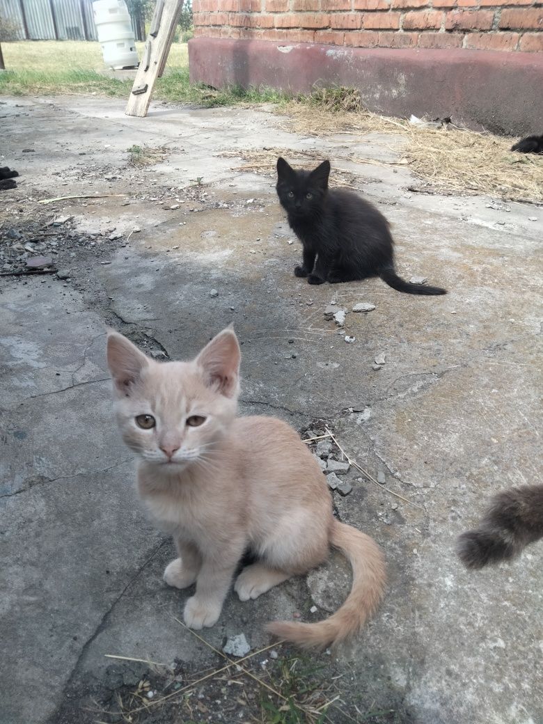 Отдам котят в хорошие руки, возможна доставка  Харьков и пригород