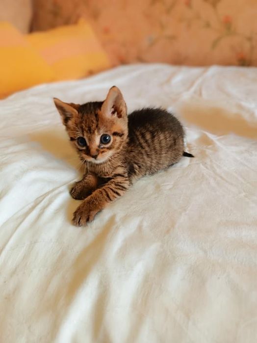 Котенок девочка маленькая полосатая шпротная кошеня дівчинка шпротна