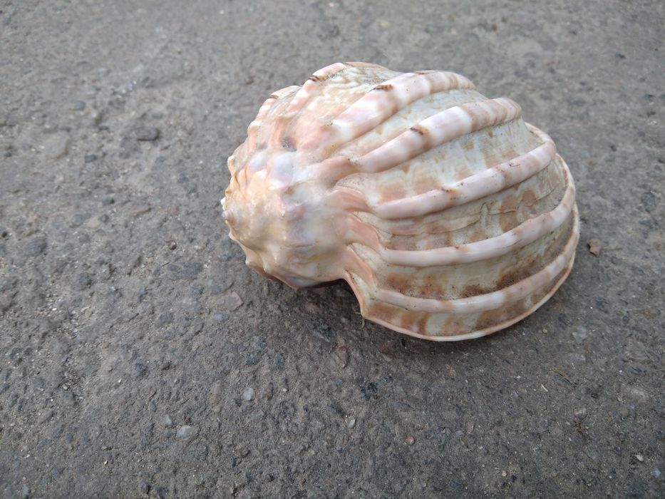 1 пакетом ракушки камешки в аквариум