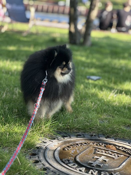 Szpic miniaturowy pomeranian black and tan pieski suczki