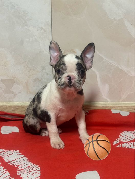 Цуценятка французькі бульдожки