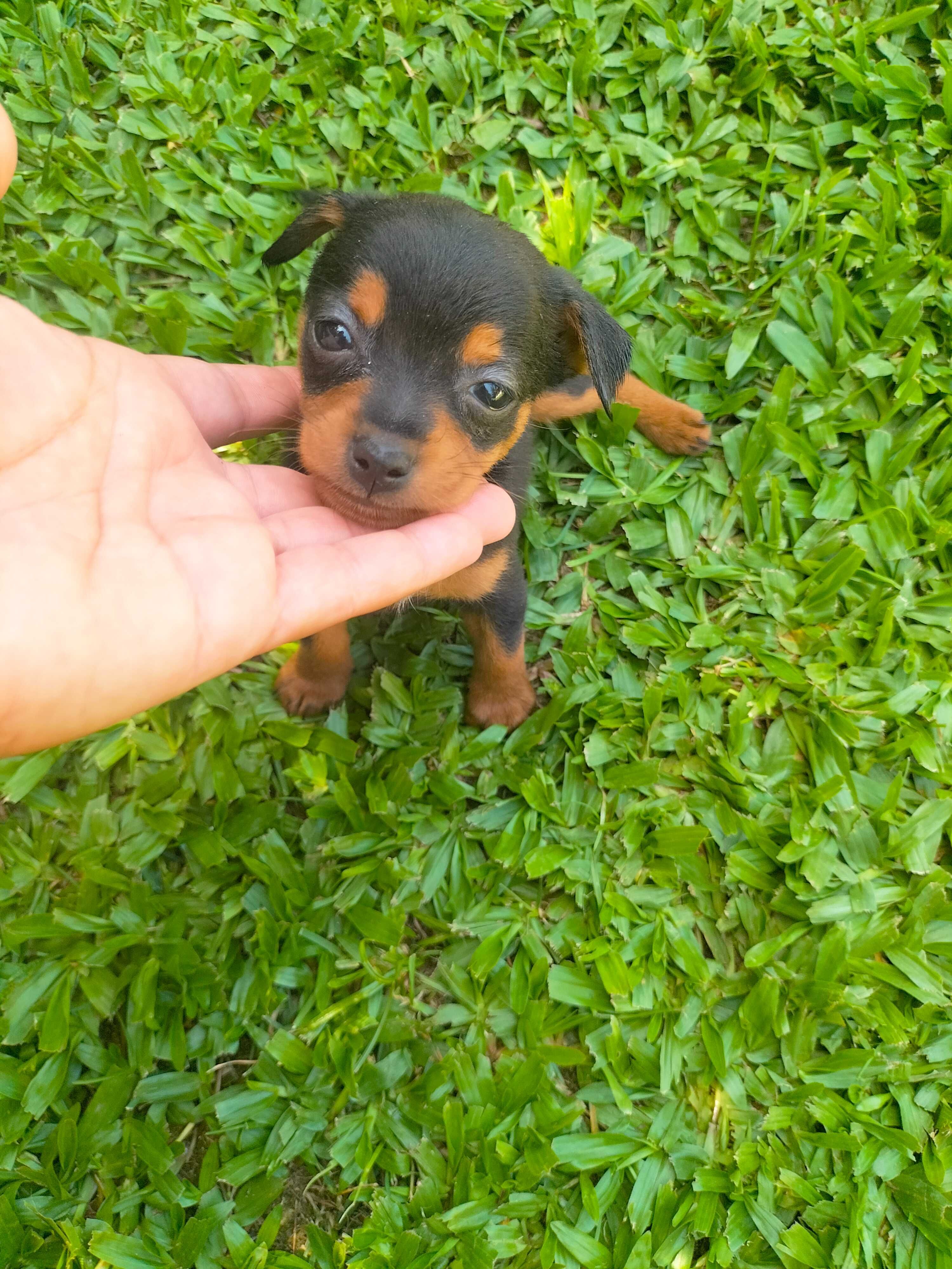 Pinscher mini fêmea linda