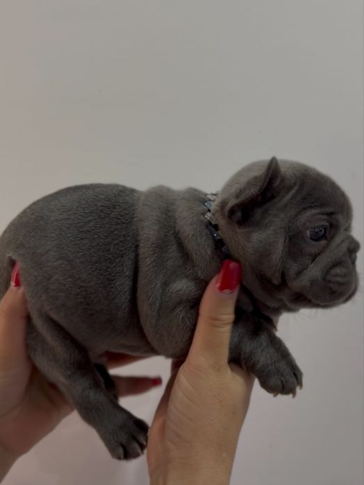 Menino Buldog Frances