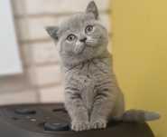 Kot Brytyjski "Kitty Love"