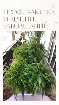 Обслуживание растений в Одессе Озеленение Услуги флориста