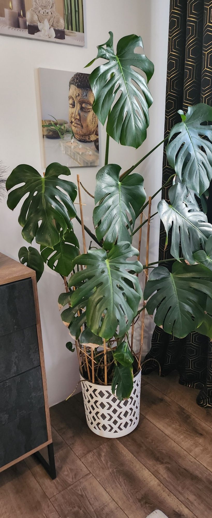 MONSTERA duża idealna do salonu