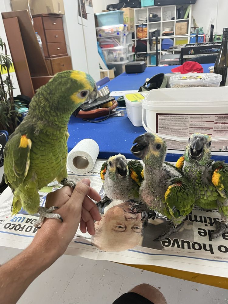 Papagaio amazona Aestiva
