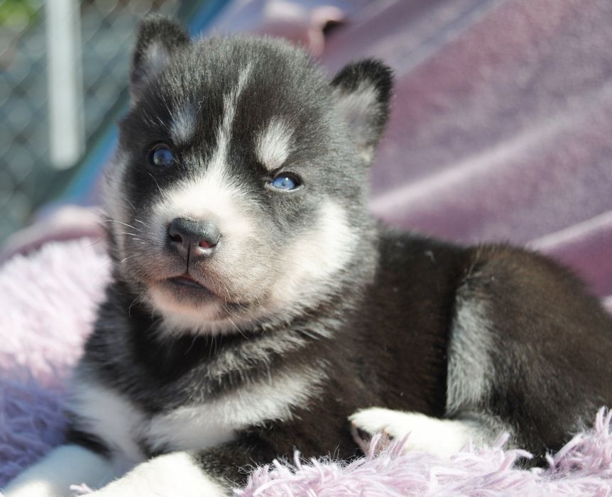 Хасята цуценята. Хаскі.