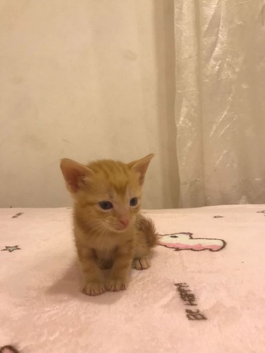 Bombom - gatinho bebe para adoção responsável