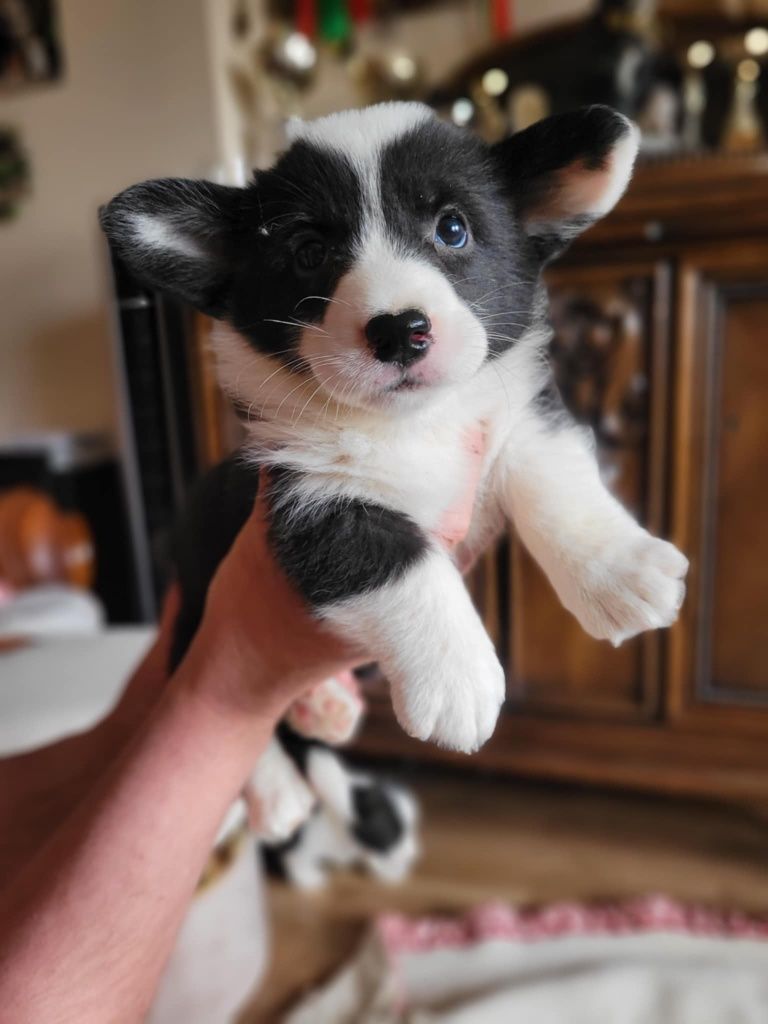 Welsh Corgi Cardigan FCI