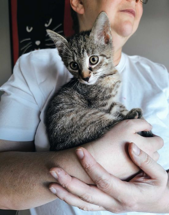 Kociątko Lusi do adopcji