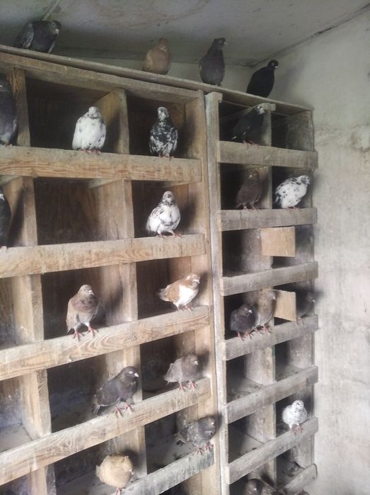 Gołębie szaryki orliki 15 zł