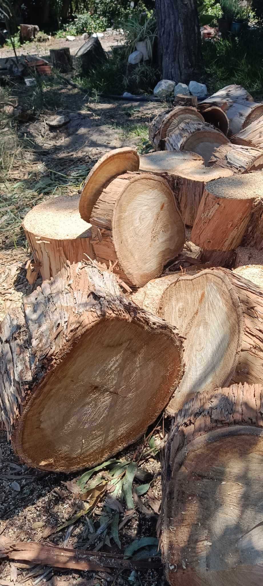 Vendo diversos Troncos de madeira de Eucalipto