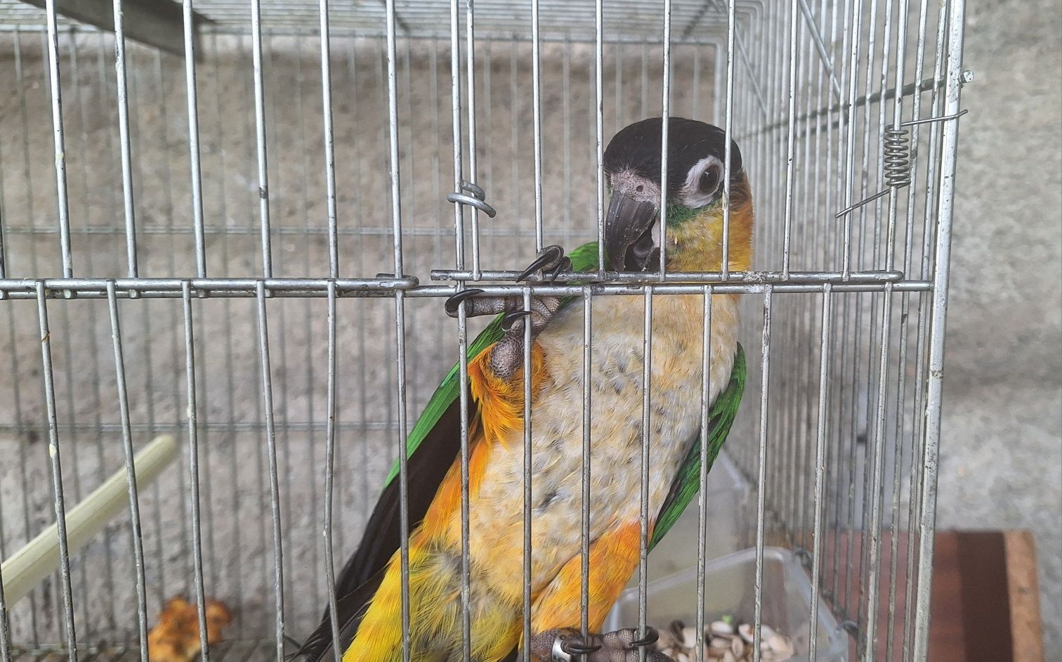 Marianinhas de cabeça preta criadas à mão