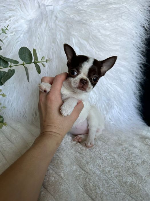 Chihuahua Super Mini .Cabeça de maçã. Menina .Chocolate e Branco