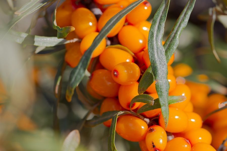 Саженцы облепихи сорт юбилейная женский