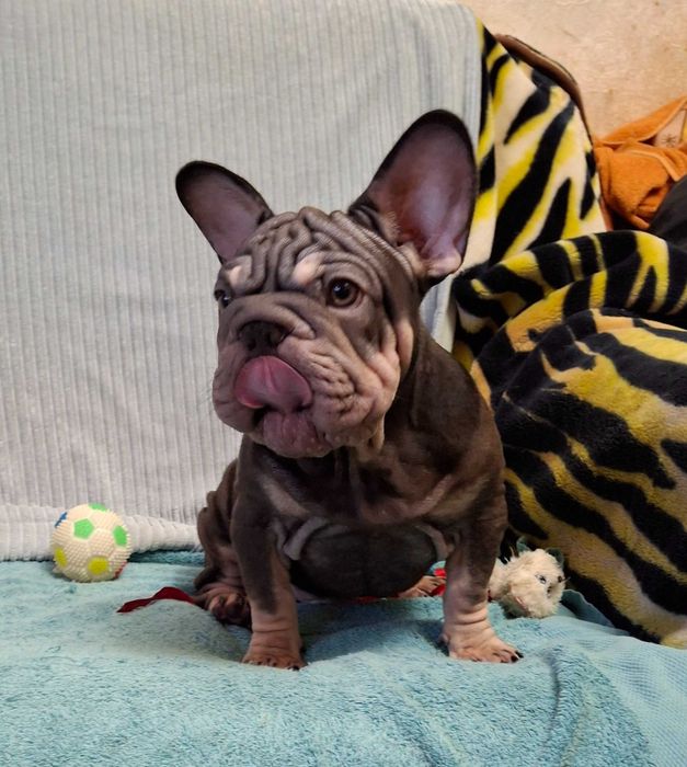 Біг-роп і не тільки- французята чекають. Київ